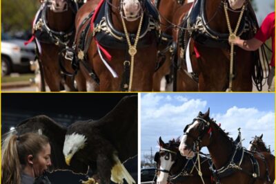 Budweiser Skipped the Super Bowl — And Somehow Delivered the Ad Everyone’s Still Talking About