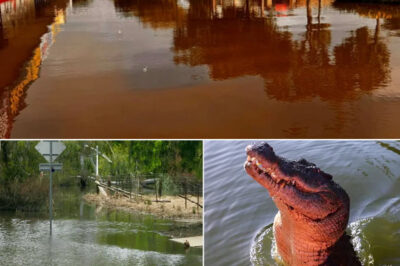 T3rrifying Aftermath of Australia Floods: Police Warn Crocodiles Are Now “Absolutely Everywhere”