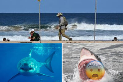 T3rrifying Shark A-t-tack: Witnesses Say Great White ‘The Size of a Car’ Tore Surfer Apart