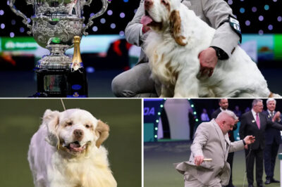 Crufts ‘Best in Show’ Champion at Center of Scandal as Owner Faces Court Ruling Over Shocking Kennel Conditions