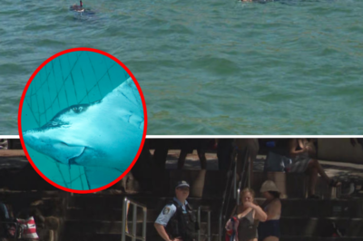 Two shark sightings in two days inside netted area force popular Sydney beach to close