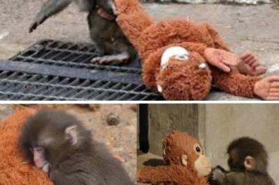 Latest update: Viral monkey Punch undergoes emergency vet exam after showing unusual symptoms