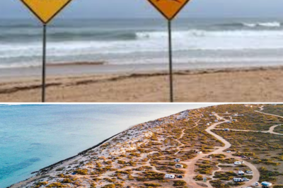 Health update on the woman who survived the shark attack at Kurrajong Campground, Australia