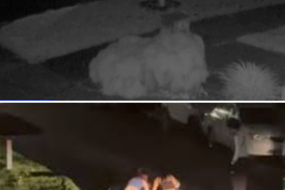 Manhunt underway: Driver hurls abuse before ploughing into Melbourne father-of-four and fleeing into the night!