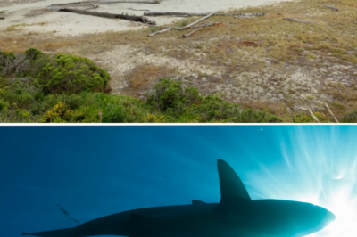 TERRIFYING MOMENT: Witnesses describe ‘whale-sized’ shark mauling a surfer at Big River Beach
