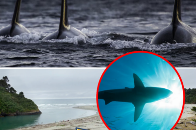 Whale-sized shark attacks surfer, leaving him with severe injuries to both legs