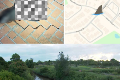 SHARK “LOST” ON LAND: Carcass Found On Suburban Road, Miles Away From The Ocean