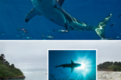 “A GIGANTIC SHARK STRIKES…” — Surfer Mauled As Beach Closed For Days