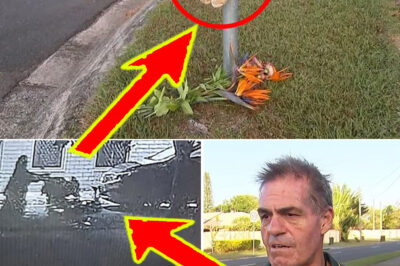 🚨 “She Was There… Then G0ne”: Witness Reveals Chil-ling Final Seconds Before 3-Year-Old Was Struck in Caboolture