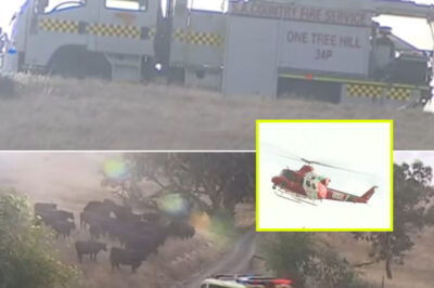 A 48-hour fight that ended in silence — what police just uncovered about 7-year-old girl’s ATV cr.a.sh is deeply unsettling