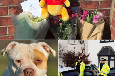 3-Month-Old Baby D-i-es in Suspected Dog At-tack — Police Reveal Shocking Detail About Dogs, 45-Year-Old Man Arrested