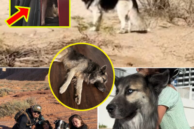 America’s “Saddest Husky” Found Wandering Alone in Arizona Desert After Owners’ Deportation — But His Story Takes an Unexpected Turn