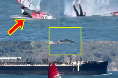 Viral Video Captures Windsurfer’s T3rrifying Crash With Giant Whale — Internet Divided Over His Reaction