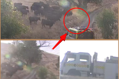 BREAKING: 7-year-old girl seriously injured after ATV rollover in Yattalunga paddock.  A frightening incident has left a young girl in hospital with serious injuries after an ATV she was travelling in overturned in a paddock at Yattalunga. A woman and another child were also taken to hospital following the crash…