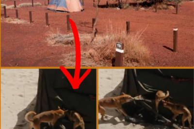 THEY’RE VICIOUS ANIMALS…!” — TOURIST RECOUNTS TERROR AFTER FOUR DINGO ATTACKS IN JUST ONE WEEK!
