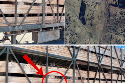 “D3:ATH HIGHWAY” THUNDERBOLTS WAY: Horrific accident k!:lls 22-year-old driver, 35 cattle carcasses strewn across the road, and a second-by-second fight for life for the 53-year-old driver