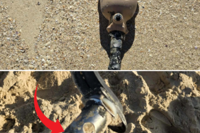 The mystery of the strange organisms clinging to a prosthetic leg washed up on a Mid North Coast beach — Police are now in a race to uncover the truth!