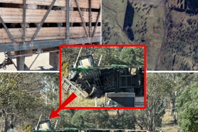 “D3:ATH HIGHWAY” IN NSW: Horrific multi-vehicle pile-up leaves 22-year-old driver d3:ad at the scene, 35 cattle k!:lled, haunting wreckage!