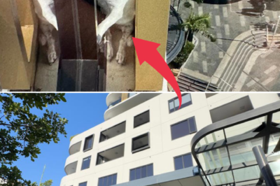 The 13th-Floor Miracle: Missing for three days, a small dog suddenly reappears in a terrifying spot, sparking a heart-stopping rescue before a crowd of 200