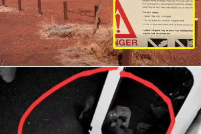 A family of five endured a terrifying night as aggressive Dingo attempted to tear apart their tent and sleeping bags to att@:ck the people inside