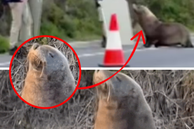 The World’s Laziest Superstar: A Midday Nap That Shut Down an Entire Highway and Left Police Baffled!