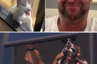 The owner went crazy over the ‘disappearance’ at 40m high, only to burst with pride at the developments back home regarding the dog stranded on the 13th floor