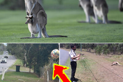 Disturbing Roadside Kangaroo Disc0very Sparks Urgent Warning For Queensland Drivers
