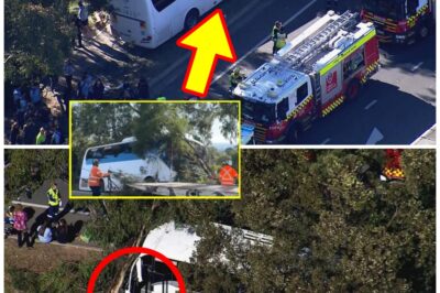 H0r-r0r School Bus Cr-a-sh in Sydney’s West Leaves Driver Fighting for Life as Chil-ling Questions Emerge