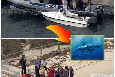HO-RR-OR AT HORSESHOE REEF: Man D-i-es After Brutal Shark Attack Near Rottnest Island
