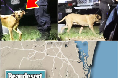 🚨 Toddler Fighting for Life After Ho-r-rifying Dog At-tack in Beaudesert — Chil-ling New Details Emerging