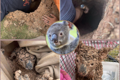 “THE POOR ANIMALS…” — KOALAS RESCUED FROM DEEP MUD HOLE FACE LONG ROAD TO RECOVERY!