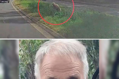 The search for the elderly man with dementia missing in Sydney intensifies – Strange detail discovered on Elizabeth Dr