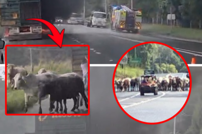 Driver risks life to save his cattle from raging truck fire, only to face a heartbreaking end