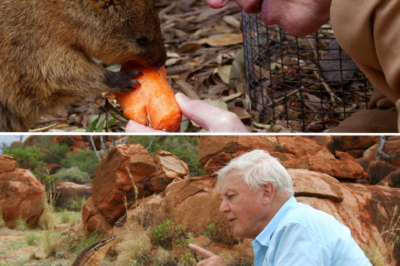 What is it about North Queensland that makes Sir David Attenborough love it more than anywhere else in the world, second only to ‘Home’?
