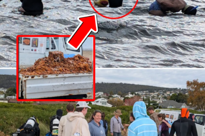 The hero saving the ocean: 12,000kg of ‘sea monsters’ removed, leaving all of Australia in awe