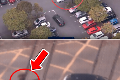 Highway horror: Cold-bl00ded robber drags 67-year-old man just to swap for an Audi with a serial carjacking spree!