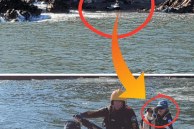 Marine Rescue NSW volunteers launched a dramatic operation after a dog was spotted stranded near Snapper Island off Batemans Bay, sparking urgent calls from concerned members of the public